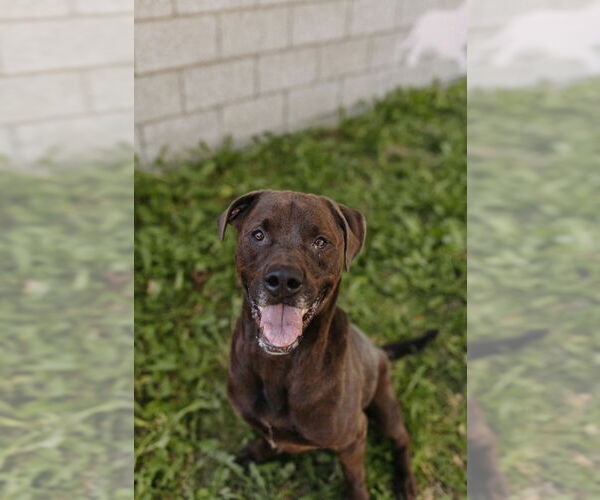 Medium Photo #3 Labrottie Puppy For Sale in Salt Lake City, UT, USA