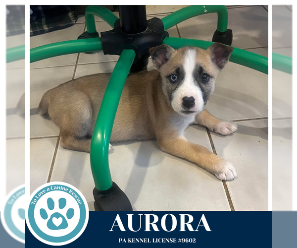 Medium Photo #3 Siberian Husky-Unknown Mix Puppy For Sale in Kimberton, PA, USA