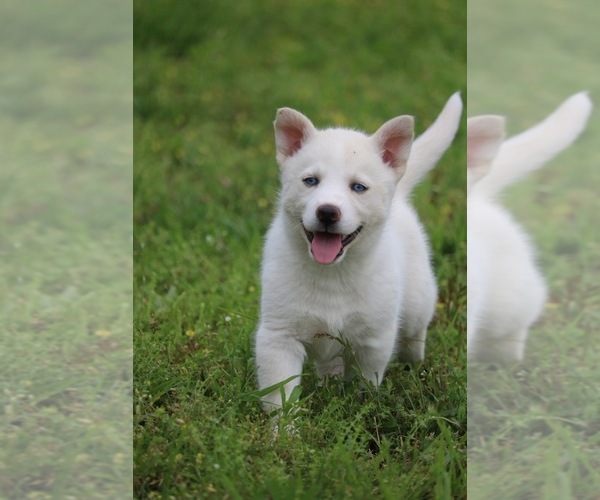 Medium Photo #9 Labrador Retriever-Siberian Husky Mix Puppy For Sale in WOODFORD, VA, USA