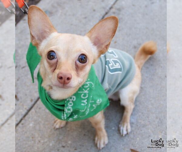 Medium Photo #2 Chihuahua-Unknown Mix Puppy For Sale in Washington, DC, USA