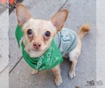 Small #1 Chihuahua Mix