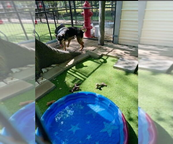 Medium Photo #16 German Shepherd Dog-Miniature Pinscher Mix Puppy For Sale in Winston Salem, NC, USA