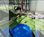 Small #15 German Shepherd Dog-Miniature Pinscher Mix