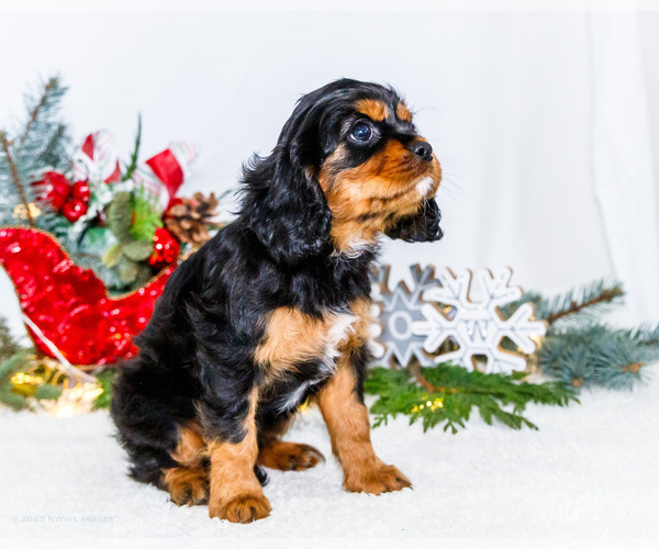 Medium Photo #44 Cavalier King Charles Spaniel Puppy For Sale in WAKARUSA, IN, USA