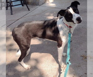 Border Collie-Unknown Mix Dogs for adoption in Brooklyn Center, MN, USA