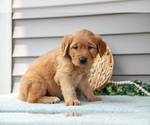 Small Photo #14 Golden Retriever Puppy For Sale in WOLCOTTVILLE, IN, USA