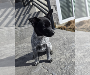 Australian Kelpie Mix Dog for Adoption in MIDWAY, Utah USA