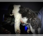 Small Photo #8 Saint Berdoodle Puppy For Sale in CONNEAUT, OH, USA