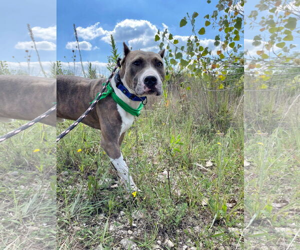 Medium Photo #36 American Pit Bull Terrier-Unknown Mix Puppy For Sale in Germantown, OH, USA