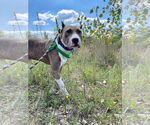 Small #35 American Pit Bull Terrier Mix