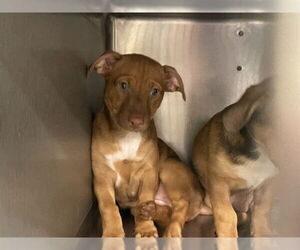 American Pit Bull Terrier-Dachshund Mix Dogs for adoption in Waco, TX, USA