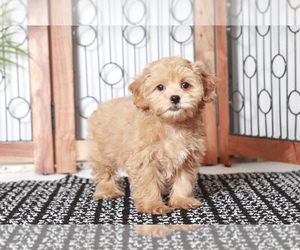 ShihPoo Puppy for sale in NAPLES, FL, USA