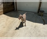 Small Photo #6 Weimaraner Puppy For Sale in DALLAS, GA, USA