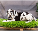 Small #6 Great Dane