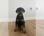 Small Photo #5 Doberman Pinscher Puppy For Sale in LOS ANGELES, CA, USA