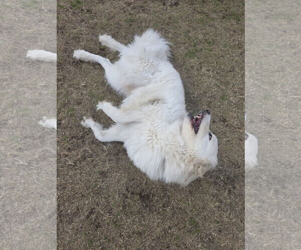 Medium Photo #12 Chow Chow-Great Pyrenees Mix Puppy For Sale in Houston, TX, USA