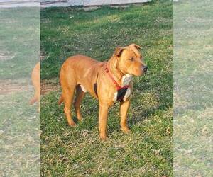 Claus - Male Mutt Dog for Adoption - Photo #12