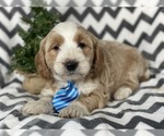Small Photo #6 Goldendoodle-Poodle (Miniature) Mix Puppy For Sale in CEDAR LANE, PA, USA