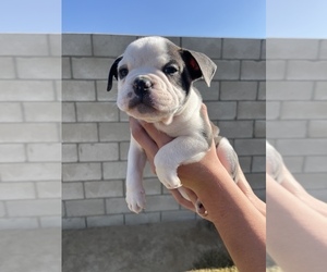 Medium Olde English Bulldogge