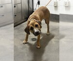 Small Mutt