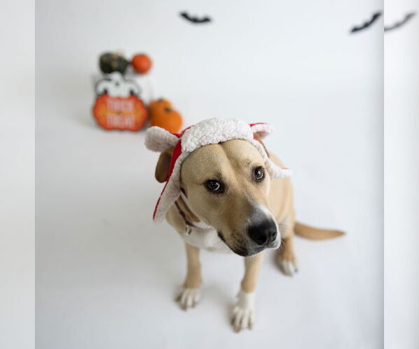 Medium Photo #40 American Pit Bull Terrier-Unknown Mix Puppy For Sale in Fargo, ND, USA