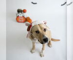 Small #39 American Pit Bull Terrier Mix
