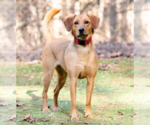 Mutt Dogs for adoption in Ellijay, GA, USA