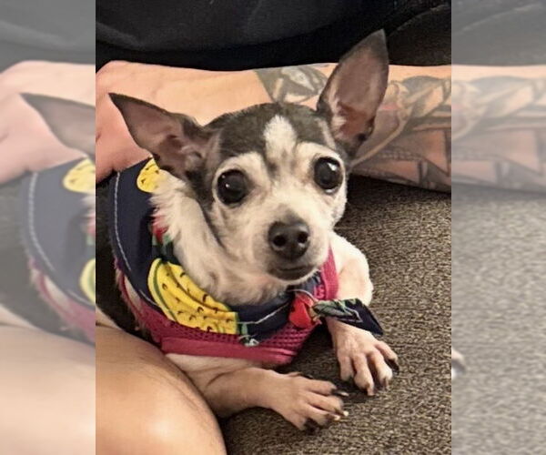 Medium Photo #3 Chihuahua Puppy For Sale in San Diego, CA, USA