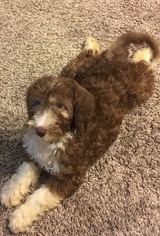 Aussie-Poo Puppy for sale in DUMFRIES, VA, USA