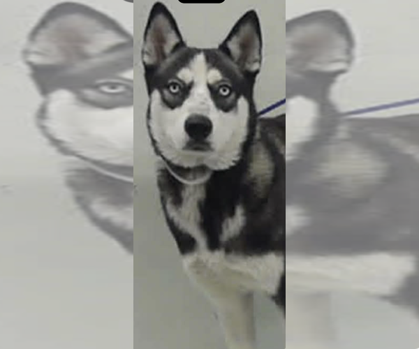 Medium Photo #1 Siberian Husky Puppy For Sale in Kankakee, IL, USA