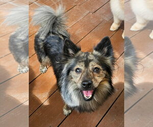 George - Male Pineranian Dog for Adoption - Photo #6
