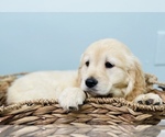 Small Photo #6 Golden Retriever Puppy For Sale in CINCINNATI, OH, USA