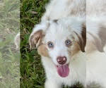 Puppy Bailey Miniature Australian Shepherd