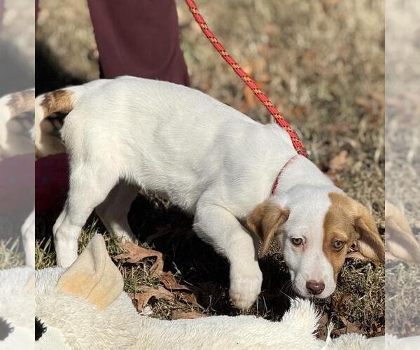 Medium Photo #4 Mutt Puppy For Sale in Yardley, PA, USA