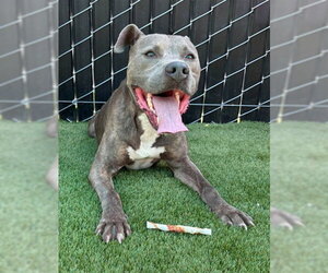 BASIL - Male Mutt Dog for Adoption - Photo #2