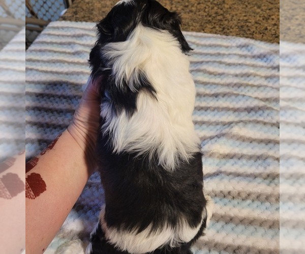 Medium Photo #3 Shih-Poo Puppy For Sale in HOBART, IN, USA