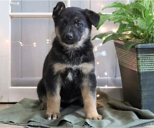 German Shepherd Dog Puppy for sale in FREDERICKSBG, OH, USA