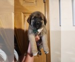 Puppy Dark Green Norwegian Elkhound-Saint Berdoodle Mix