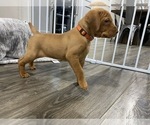 Small Photo #16 Vizsla Puppy For Sale in CANBY, OR, USA