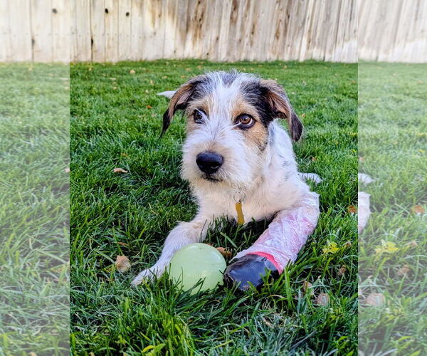 Medium Photo #5 Mutt Puppy For Sale in Sandy, UT, USA