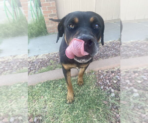 Medium Photo #6 Rottweiler Puppy For Sale in Gilbert, AZ, USA