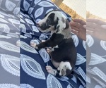 Small Photo #34 Great Dane Puppy For Sale in WILLIS, TX, USA