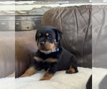 Small #42 Rottweiler