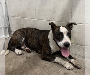 Mutt Dogs for adoption in San Bernardino, CA, USA