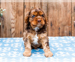 Small Photo #43 Cocker Spaniel Puppy For Sale in WAKARUSA, IN, USA