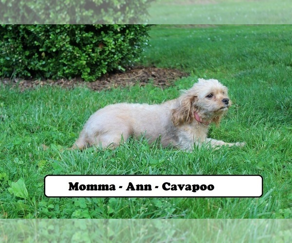 Medium Photo #1 Cavapoo Puppy For Sale in CLARKRANGE, TN, USA