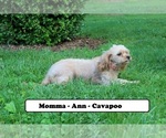 Small Photo #1 Cavapoo Puppy For Sale in CLARKRANGE, TN, USA