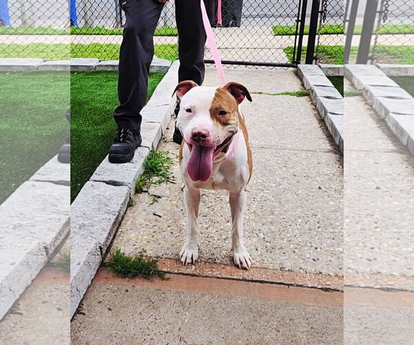 Medium Photo #4 American Staffordshire Terrier-Unknown Mix Puppy For Sale in Perth Amboy, NJ, USA