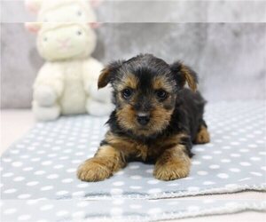 Yorkshire Terrier Puppy for sale in WINSTON SALEM, NC, USA