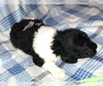 Small Photo #6 Poodle (Standard) Puppy For Sale in BELLA VISTA, AR, USA